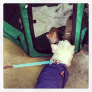 prston_and_cats_wp