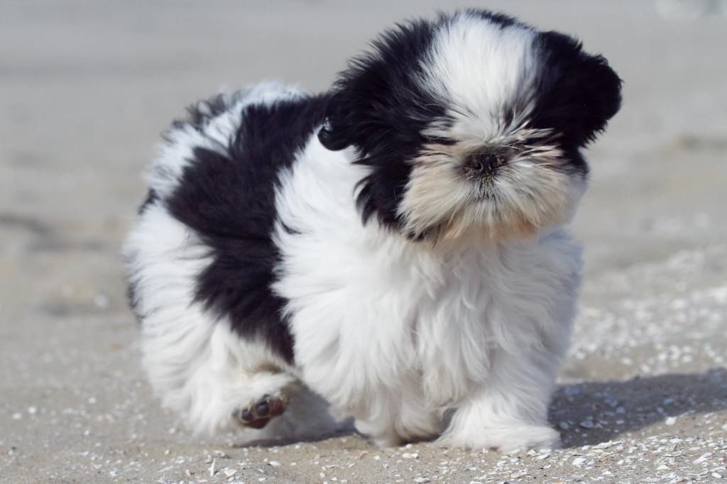 The World’s Five Smallest Dogs