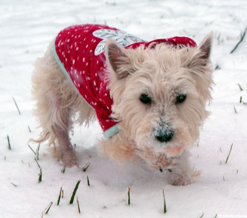 Daisy Wearing Martha Stewart Pet