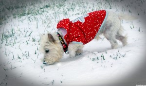 Daisy Wearing Martha Stewart Pet