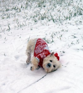 Daisy Wearing Martha Stewart Pet