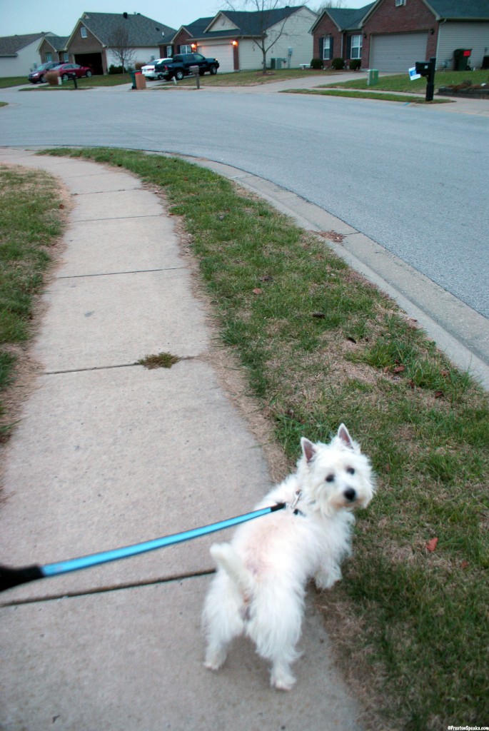 Preston and ThunderLeash