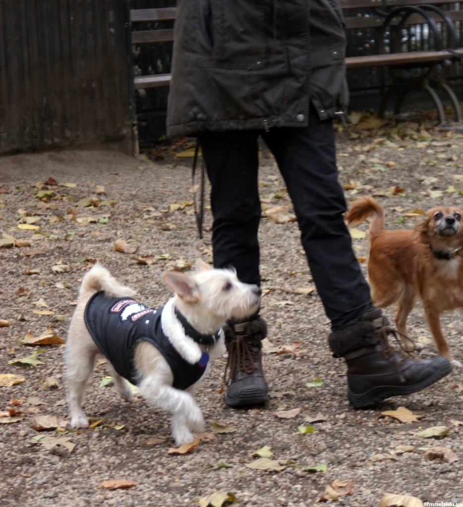 NYC Dog Park