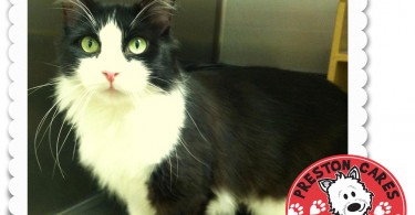 Preston Cares Network Adoptable Cat