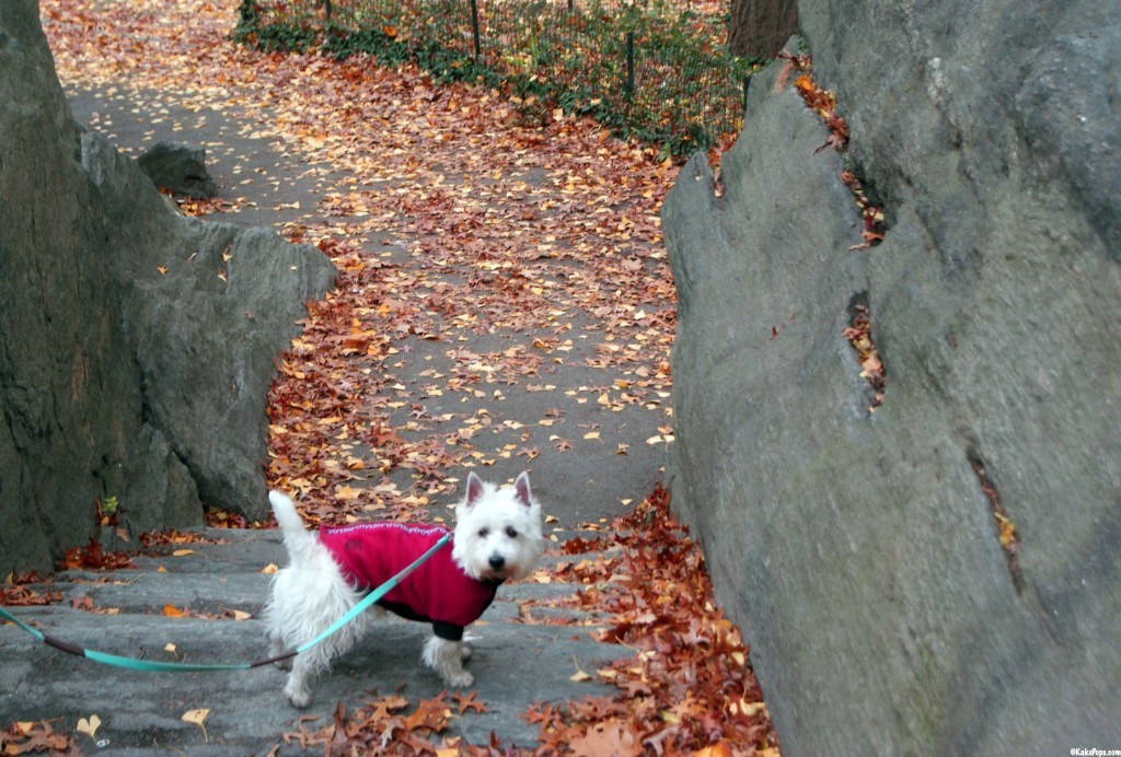 Preston in Central Park