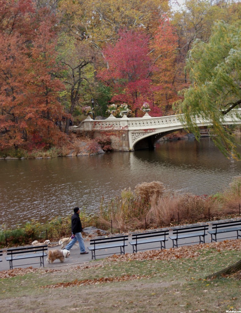 Central Park dog walkers