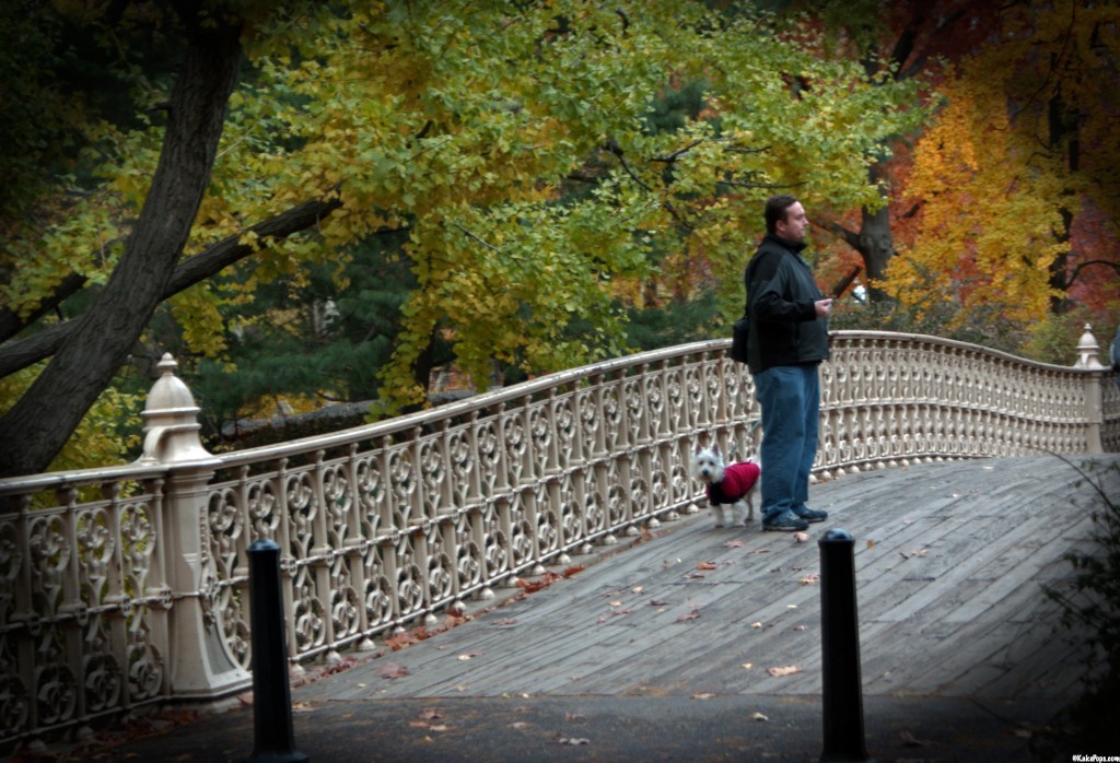 Central Park Bridge and Preston