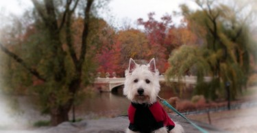 Preston in Central Park