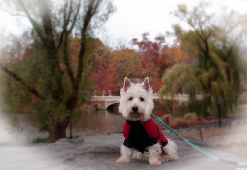 Preston in Central Park