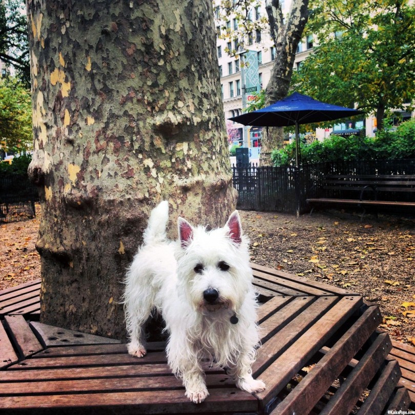 NYC Dog Park