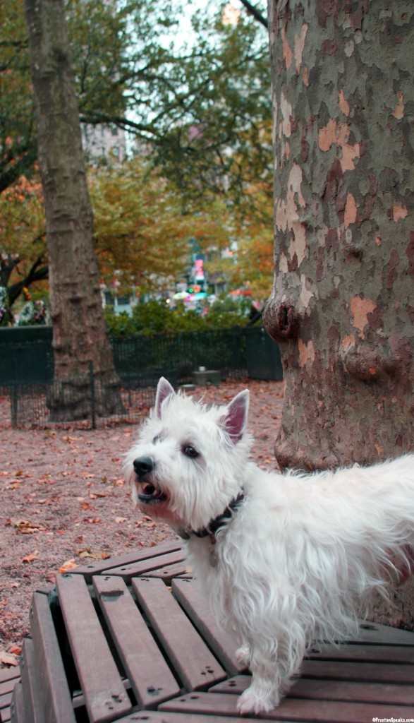 Preston in the Dog Park