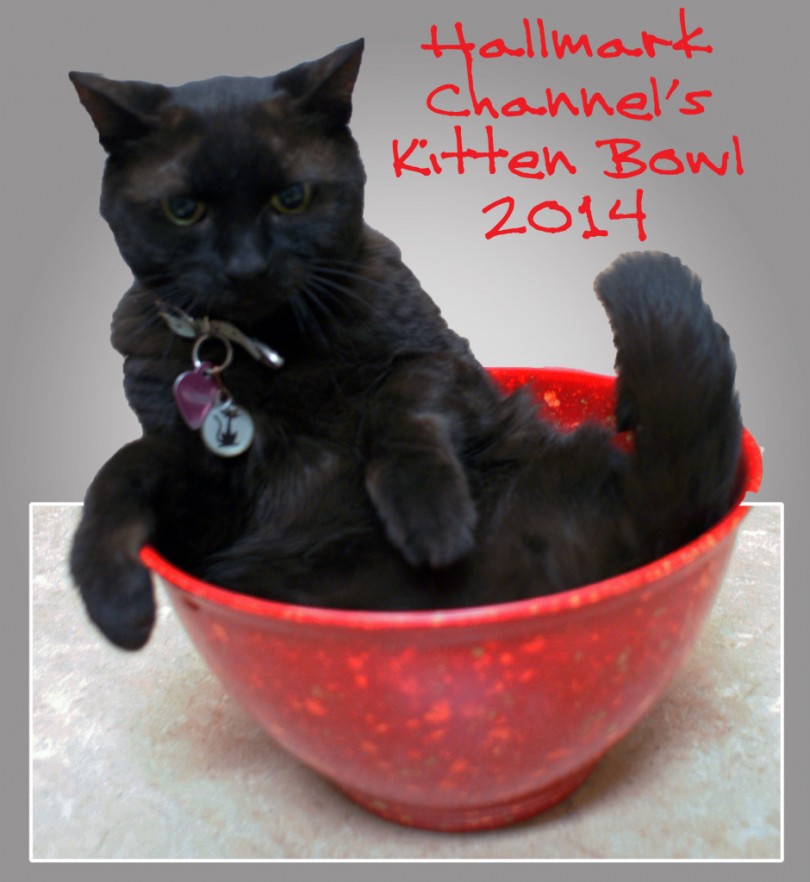 Kitten Bowl 2014