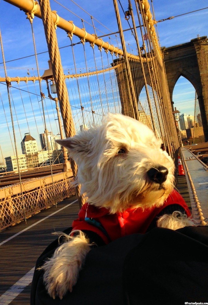 Preston at the Brooklyn Bridge