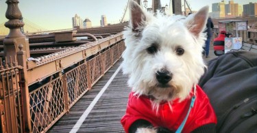 Preston at the Brooklyn Bridge