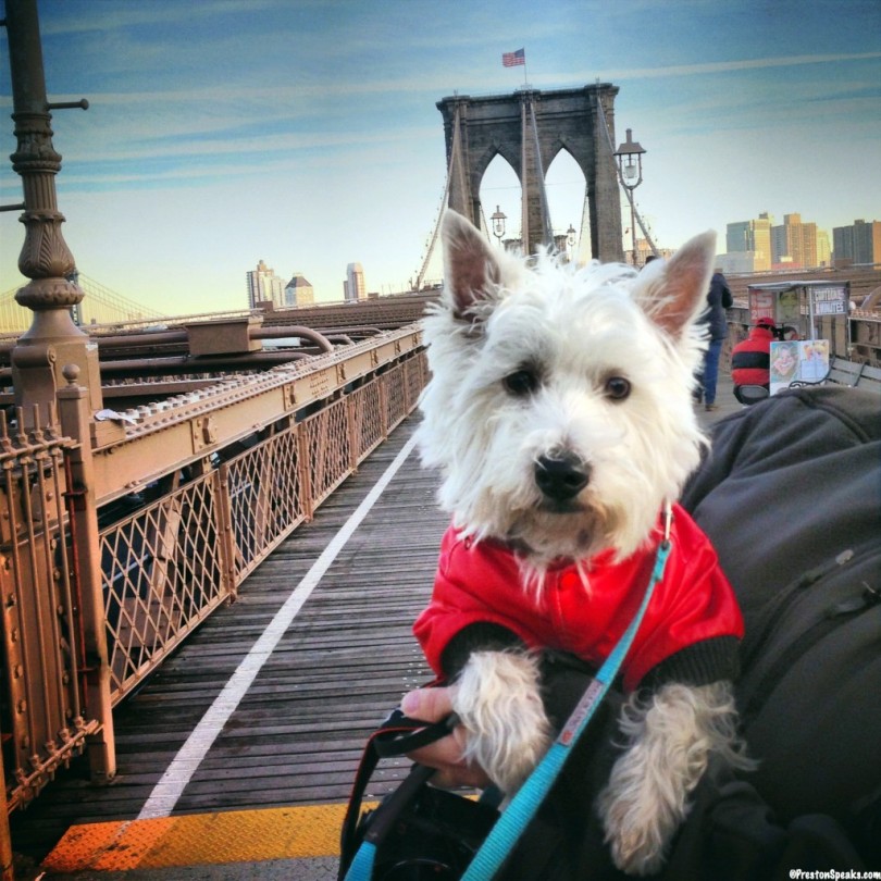 Preston at the Brooklyn Bridge