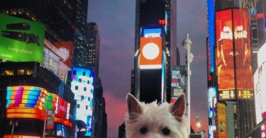 Preston in Time Square