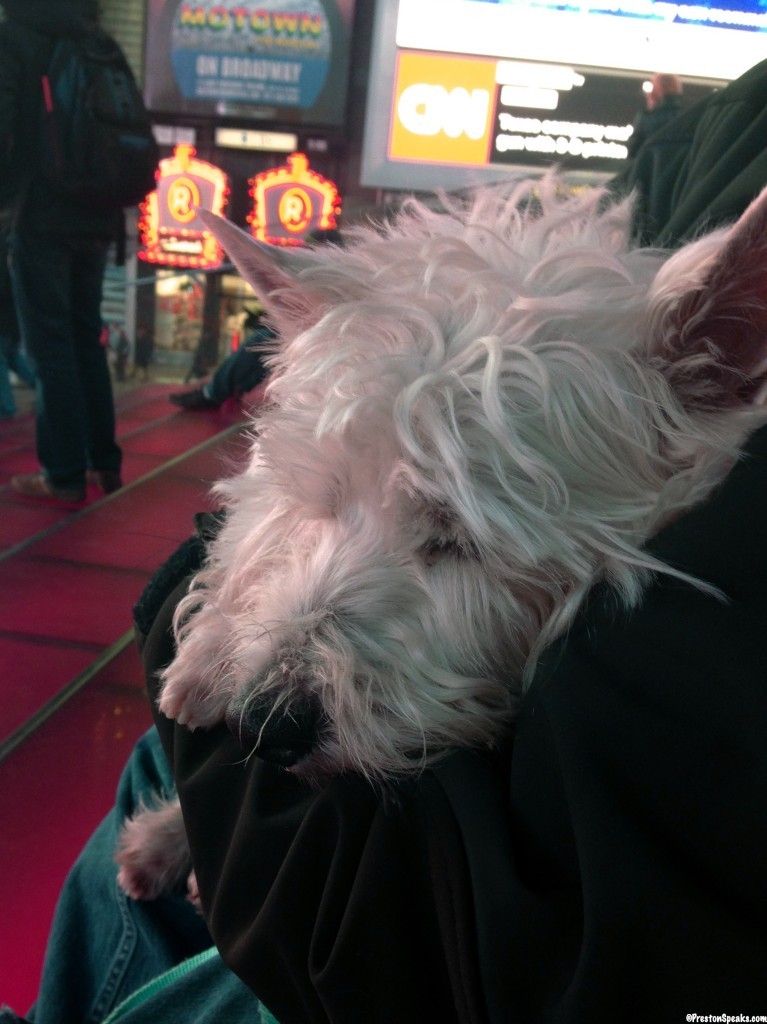 Preston in Time Square