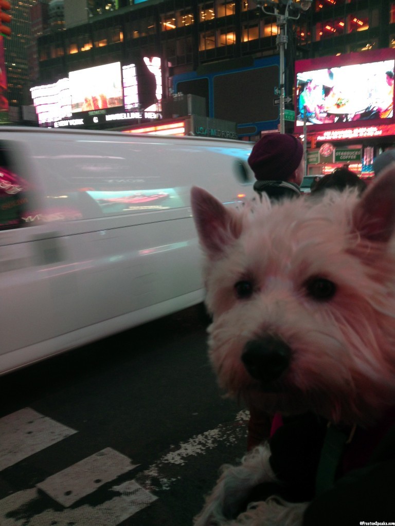 Preston in Times Square