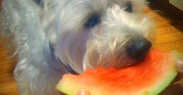 Preston from PrestonSpeaks.com eating watermelon