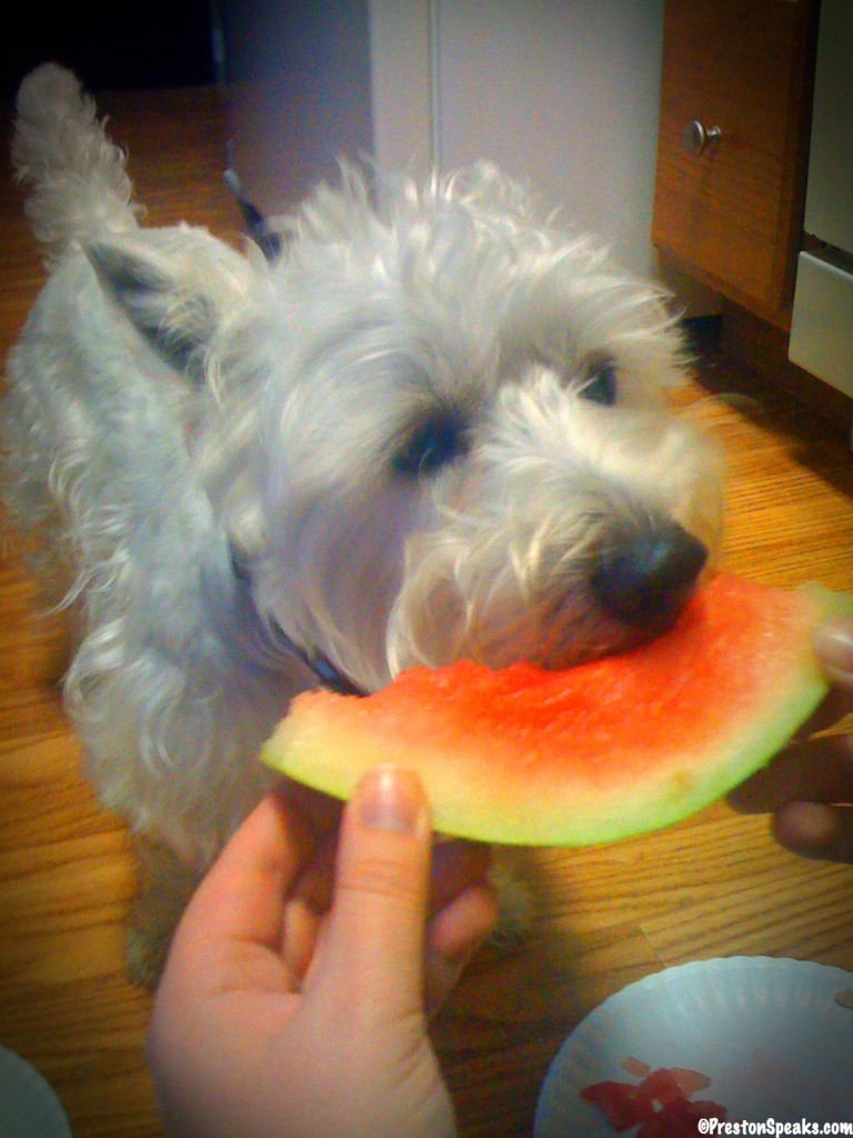 Preston from PrestonSpeaks.com eating watermelon