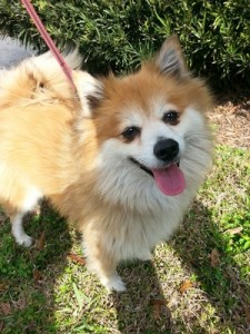 Sam the dog Adoptable Animal
