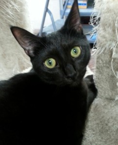 Adoptable Animal