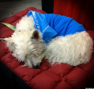 I was one tired pup at the end of the Tampa Pet Expo but I had a blast and can't wait to come back next year!