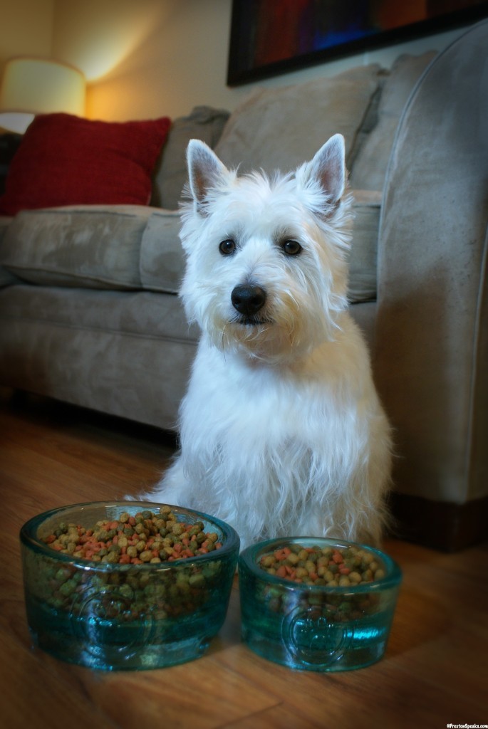 PawNosh Pet Bowls