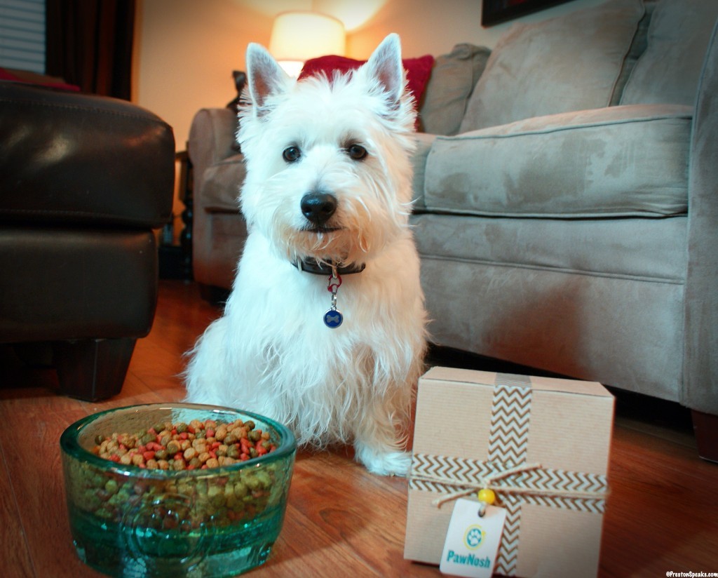 PawNosh Pet Bowls