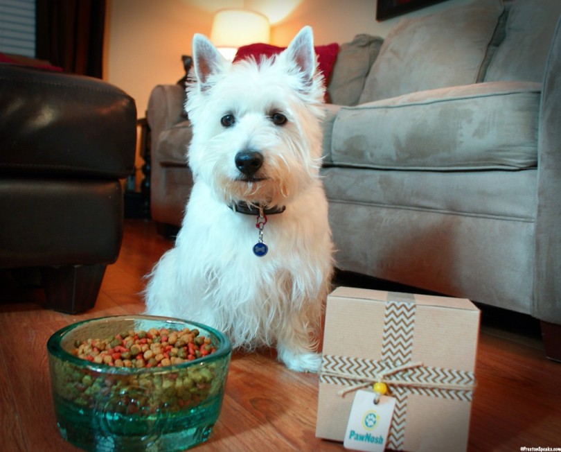 PawNosh Pet Bowls