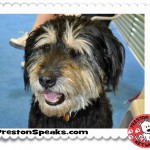 PCN Thursday Adoptable Dog