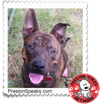 Preston Cares Network Adoptable Animal