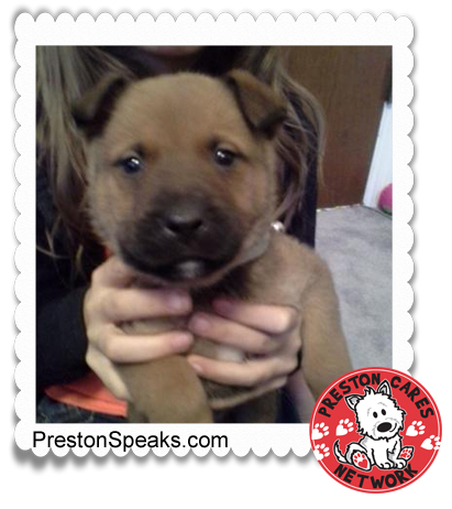 preston cares network adoptable dog