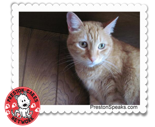 Preston Cares Network Adoptable Animal