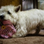 PrestonSpeaks plays with a Pride Bites Toy