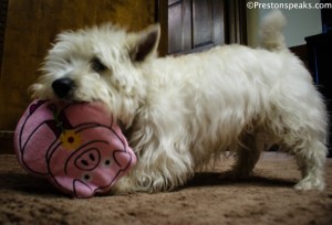 PrestonSpeaks plays with a Pride Bites Toy