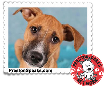 Preston Cares Network Adoptable Animals