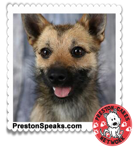 Preston Cares Network Adoptable Animals