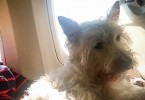 Preston at TSA Security - Preston Speaks pet travel