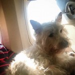 Preston at TSA Security - Preston Speaks pet travel