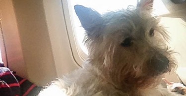 Preston at TSA Security - Preston Speaks pet travel
