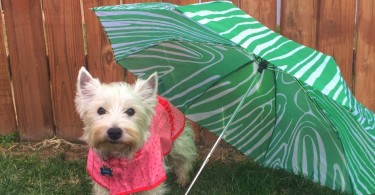 Martha Stewart Pet Raincoat - PrestonSpeaks.com