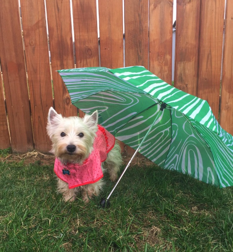 Martha Stewart Pet Raincoat - PrestonSpeaks.com