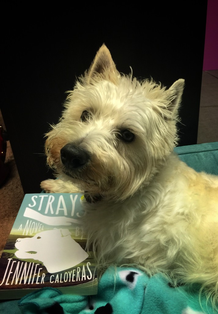 Strays the Novel Review- PrestonSpeaks.com