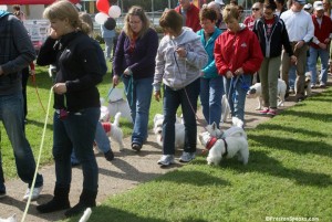 westie walk