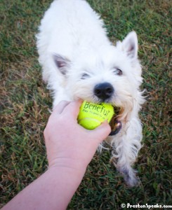 Preston Playing Fetch