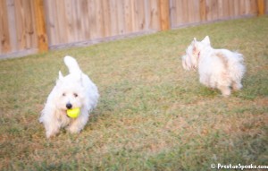 Preston Playing Fetch