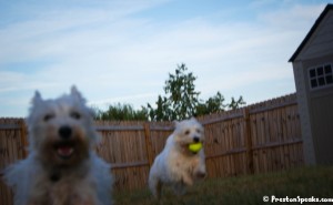 Preston Playing Fetch