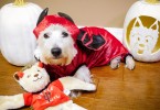 Devil Costume - Martha Stewart Pets