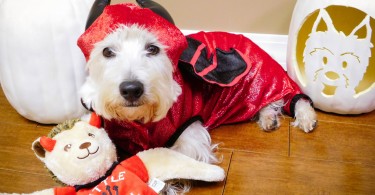 Devil Costume - Martha Stewart Pets